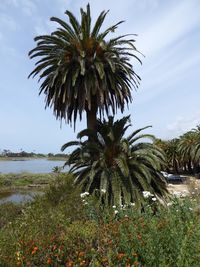 Palm trees by sea against sky