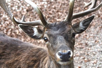 Close-up portrait of deer