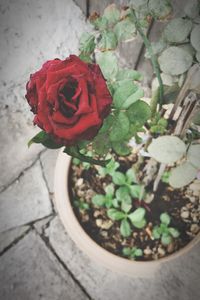 Close-up of red rose blooming outdoors