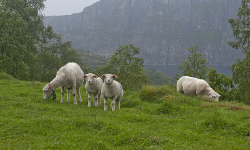 Sheep grazing in a field