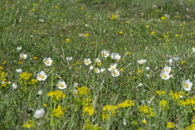 Fresh white daisy flowers in field
