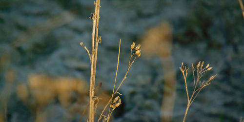 Close-up of wheat growing on field
