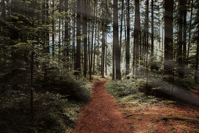 Trees growing in forest