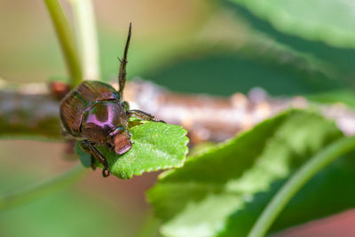 Close-up of insect on leaf