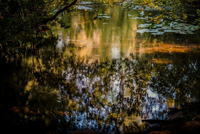 Reflection of trees in lake