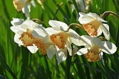 Close-up of white flowers blooming outdoors