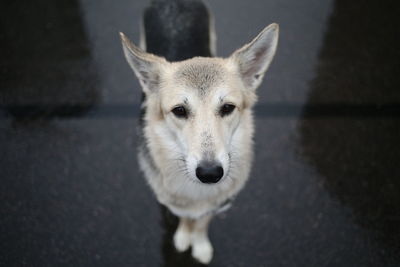 Portrait of dog standing on street