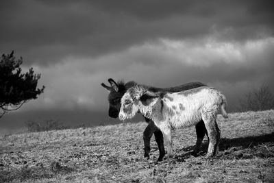 Horse standing in a field