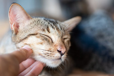 Close-up of hand holding cat