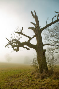 Bare tree on field against sky