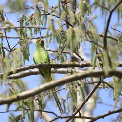 Low angle view of bird perching on tree