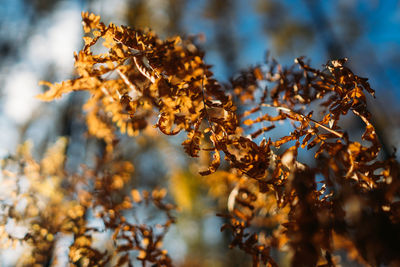 Close-up of dry leaves on tree during winter