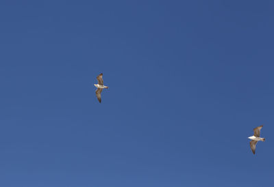 Low angle view of bird flying against clear blue sky
