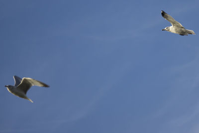 Low angle view of seagull flying against blue sky