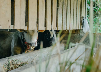 Cow in a shed