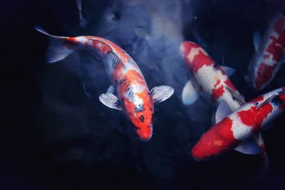 High angle view of koi carps swimming in pond