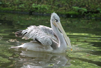 View of swan in lake