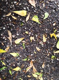 Close-up high angle view of leaves