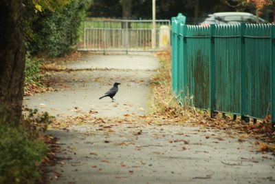 Bird on dirt road