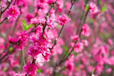 Close-up of pink flowers