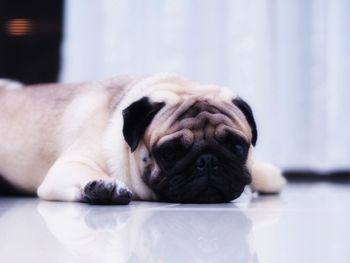 Portrait of dog lying down