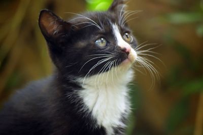 Close-up of cat looking away