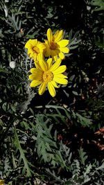 Close-up of yellow sunflower