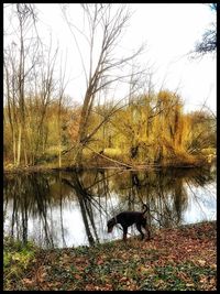 Reflection of trees in lake