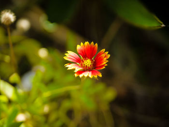 Close-up of flower against blurred background