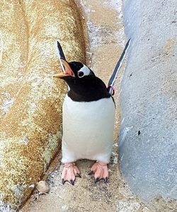 High angle view of penguin on wall