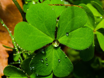 Close-up of raindrops on leaves