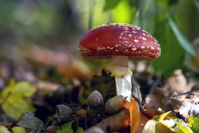 Close-up of fly agaric mushroom on field