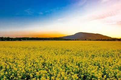 Scenic view of oilseed rape field against sky