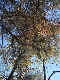 Low angle view of flowering tree against clear sky