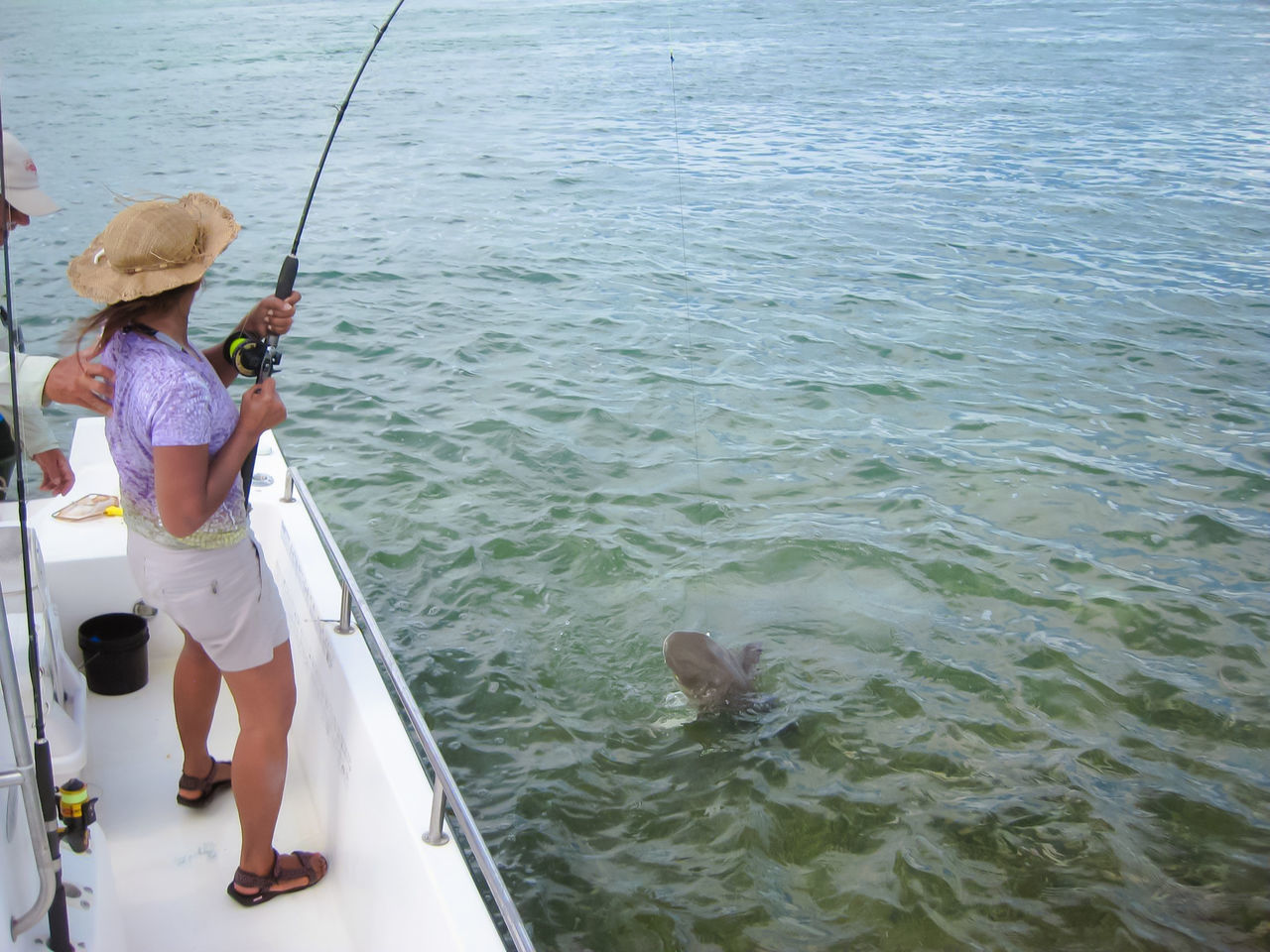 Fishing shark