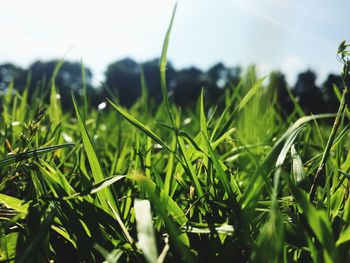 Close-up of grasses growing on field against sky