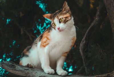 Portrait of cat sitting on wood