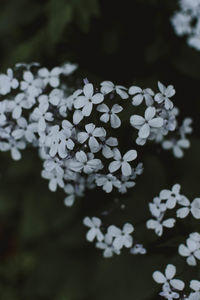 Close-up of white flowering plant