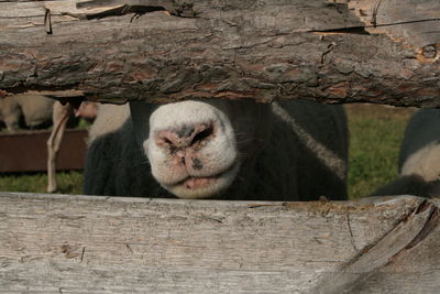 View of a cat on wood