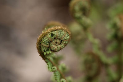 Close-up of fern