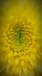 Full frame shot of yellow flower blooming outdoors