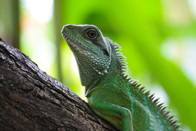 Close-up of lizard on tree