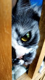 Close-up portrait of a cat