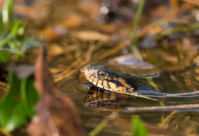 Close-up of snake in pond