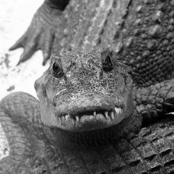 Close-up of a lizard