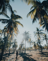 Palm trees on beach against sky