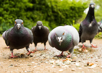 Close-up of birds perching on field