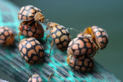 Close-up of insect on table