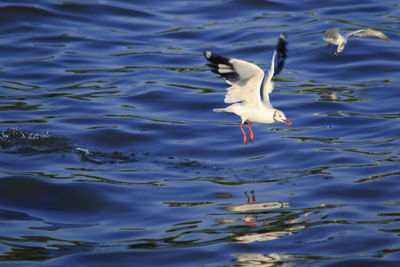 High angle view of seagull flying over lake