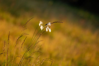 Nature landscape in the mountains with bokeh background in rodnei mountains 